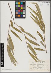 Foto von Salix acmophylla Boiss.